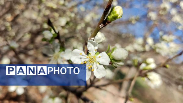 شهرستان نیشابور میزبان فصل بهار