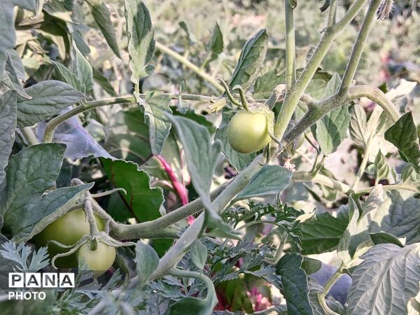 وقتی طبیعت، حرف می‌زند
