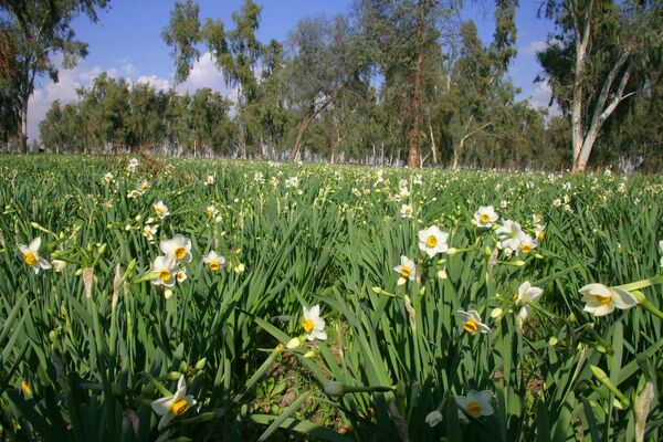 نرگسزارهای بهبهان