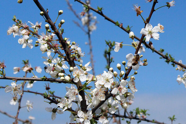 شکوفه‌های بهاری