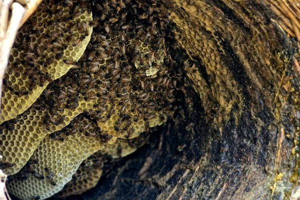 کندوها ؛ کارخانه های زنده طبیعت