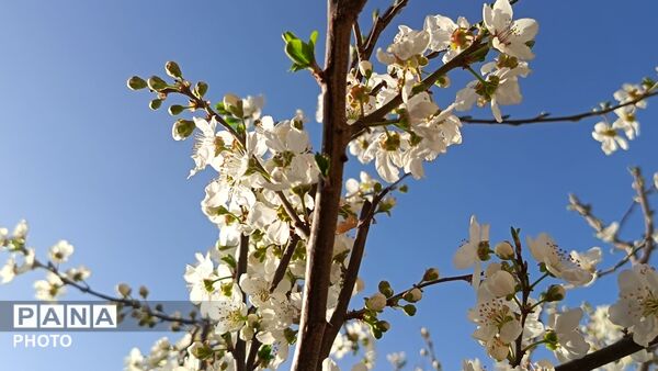 رویش شکوفه های امید در فصل بهار روستای برزنون 