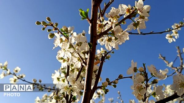 رویش شکوفه های امید در فصل بهار روستای برزنون 