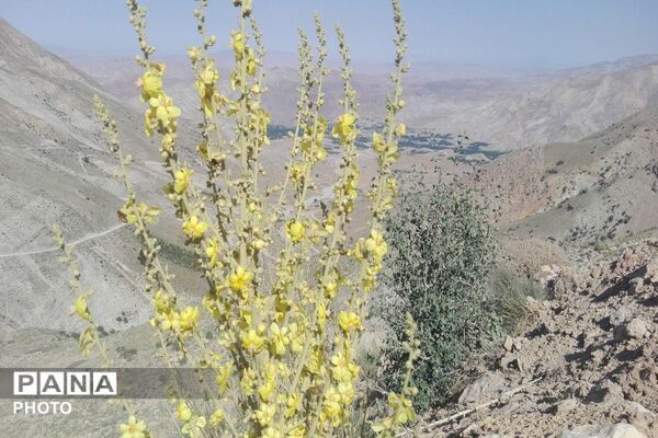 ارتفاعات شهر بار ذخیره‌گاه گیاهان دارویی کمیاب-۲