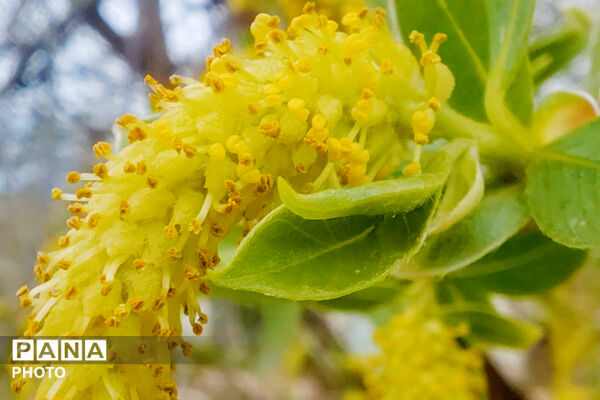  بهاریِ رنگارنگ در پل‌بریده