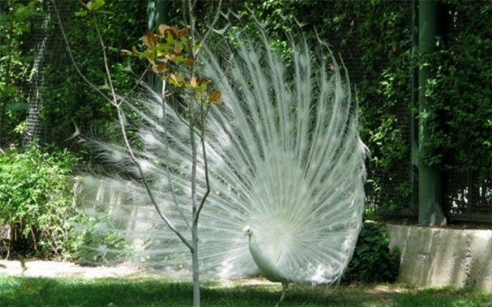 مجموعه باغ پرندگان اصفهان از فردا بازگشایی می شود