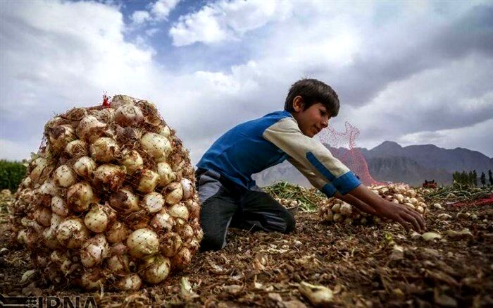 پاسخ نائب‌رئیس خانه کشاورز به چرایی بر زمین ماندن پیاز تولیدی کشاورزان