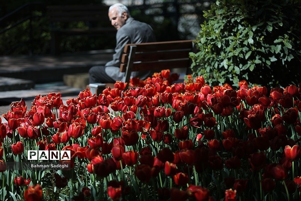 ۱۵ باغ شهری تهران بوستان می شود