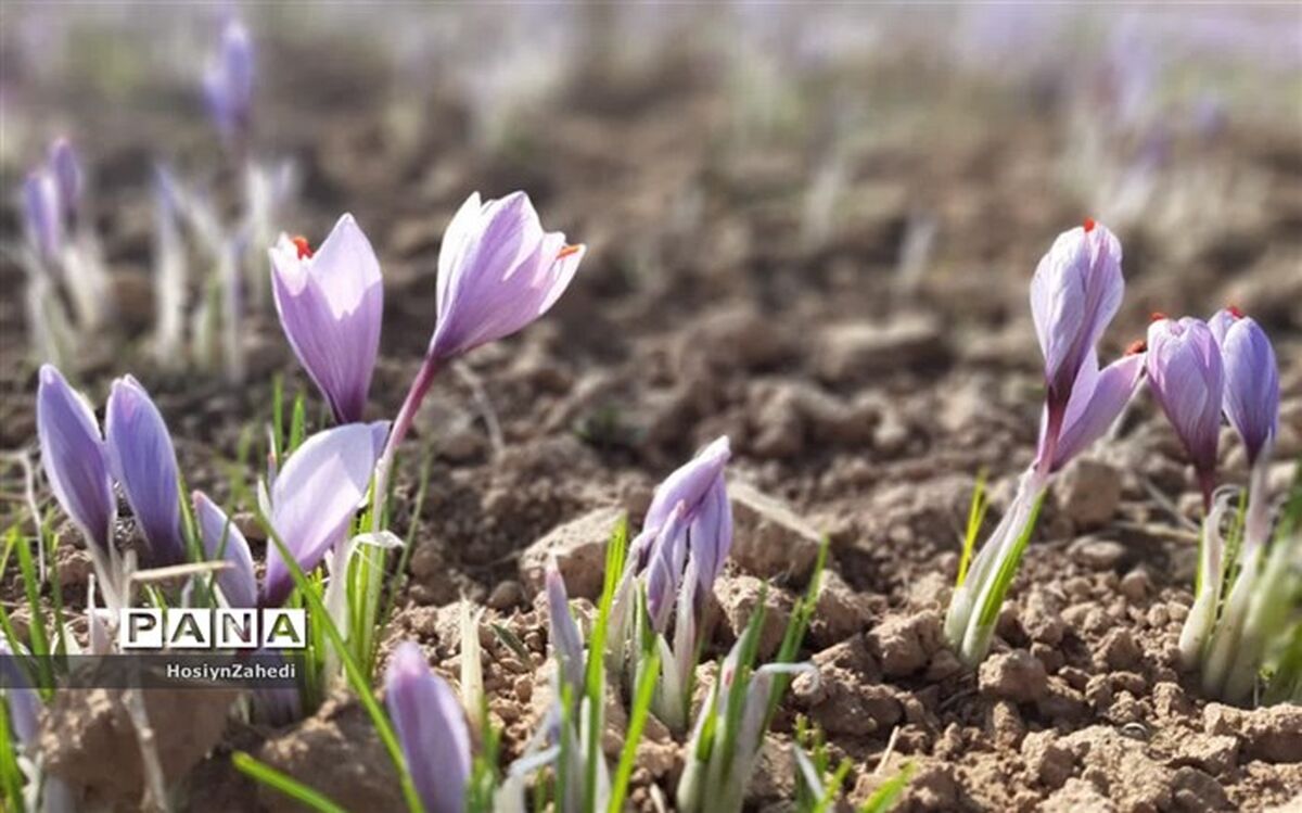 ۱۵ تن زعفران در دوماهه اول امسال صادر شد