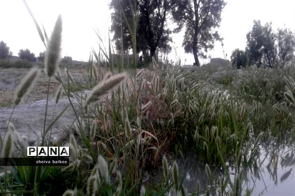 طبیعت زیبا و بکر سیستان پس از دو دهه خشکسالی