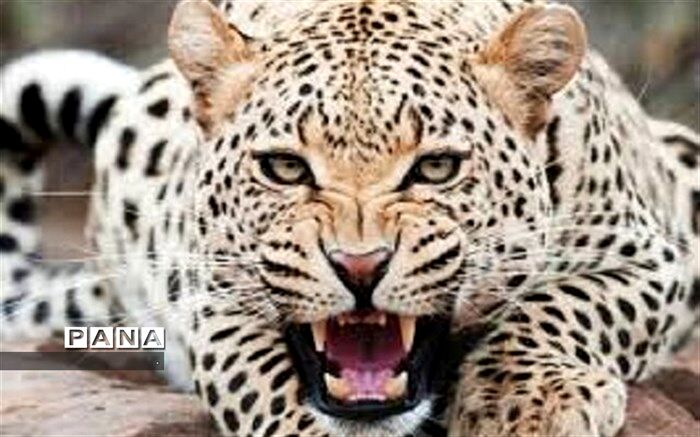 ۵ فقره حمله پلنگ به انسان و دام در بجنورد