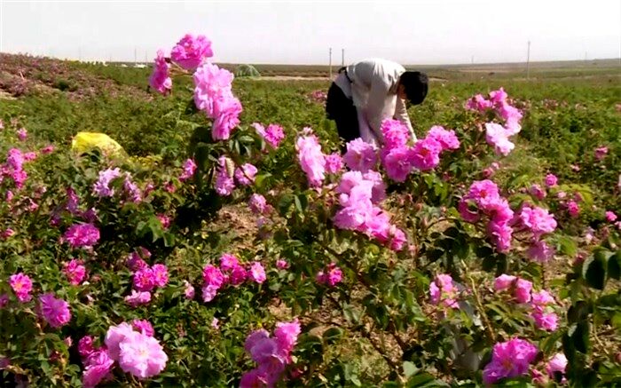 برداشت ۱۷۸ تن گل محمدی از مزارع استان البرز