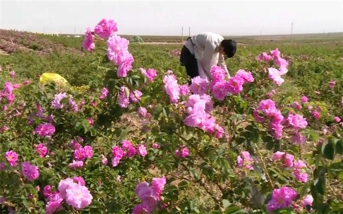 برداشت ۱۷۸ تن گل محمدی از مزارع استان البرز