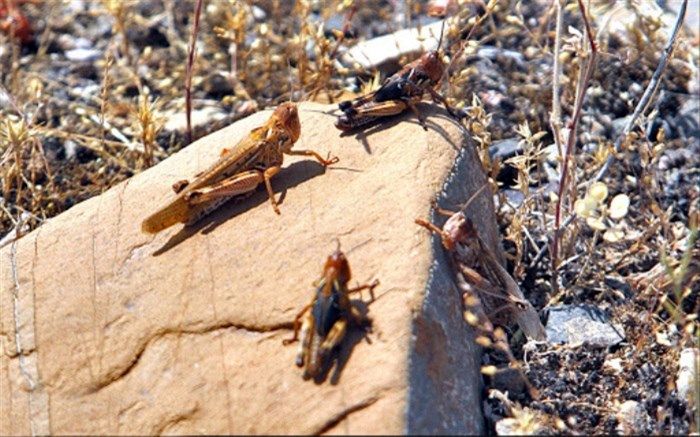 ملخ‌های مهاجم جنوب کشور به البرز نمی‌رسند