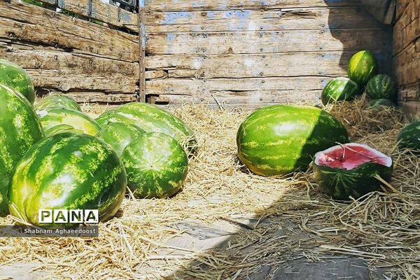 آغاز فصل گرما و رونق فروش هندوانه