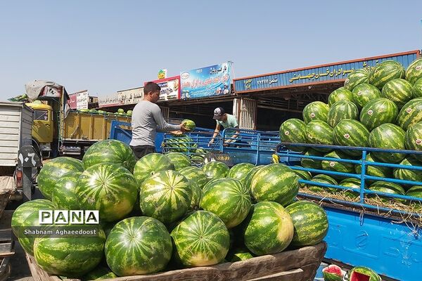 آغاز فصل گرما و رونق فروش هندوانه