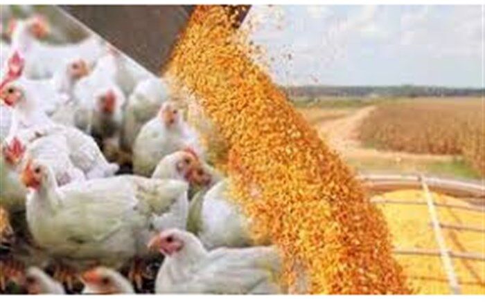 کاهش 7 درصدی ارزش واردات نهاده های دام و طیور