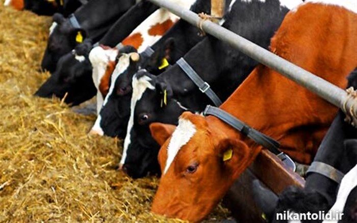 تعیین قیمت نهایی خوراک دام برای حمایت از تولیدکنندگان