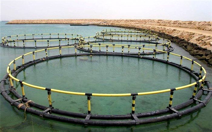رهاسازی ۱۵۰ هزار قطعه ماهی کپور در استخرهای کشاورزی آذربایجان‌غربی