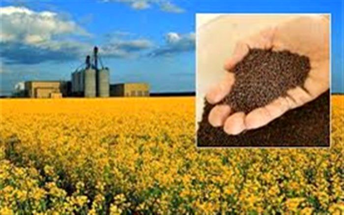 خرید بیش از 40 تن دانه روغنی کلزا در مرکز خرید تضمینی دستجرده شهرستان طارم