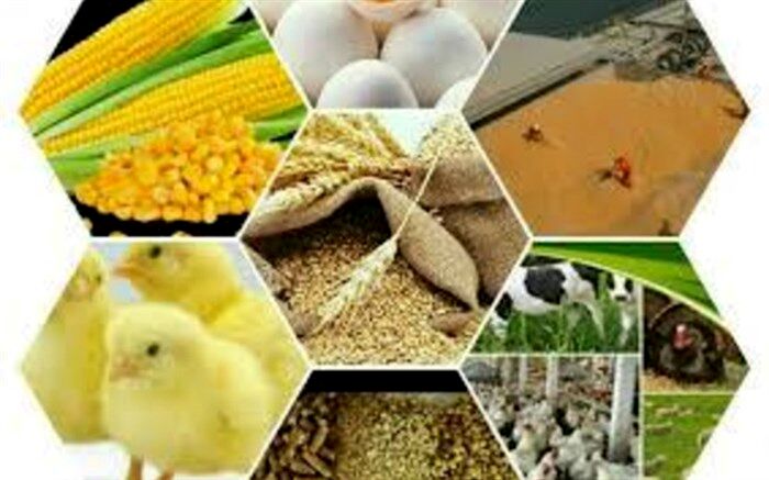 انتقاد اتحادیه واردکنندگان نهاده های دام و طیور ایران از رویه جدید وزارت صمت