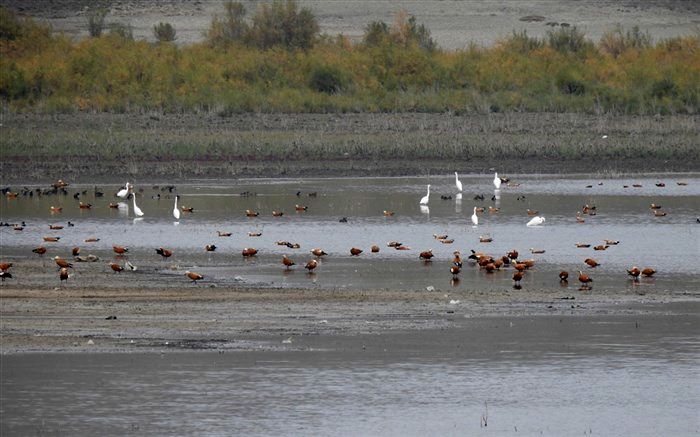 آغاز سرشماری پرندگان خشک ‌زی حائز اهمیت ملی و بین ‌المللی