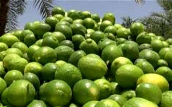 لیمو تحت شمول قانون مقابله با احتکار قرار گرفت