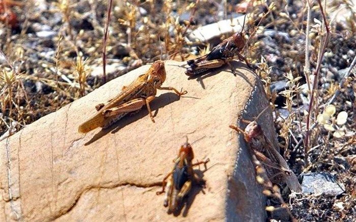 موافقت هیات دولت با اختصاص ۲۰۰ میلیارد ریال برای مبارزه با ملخ صحرایی