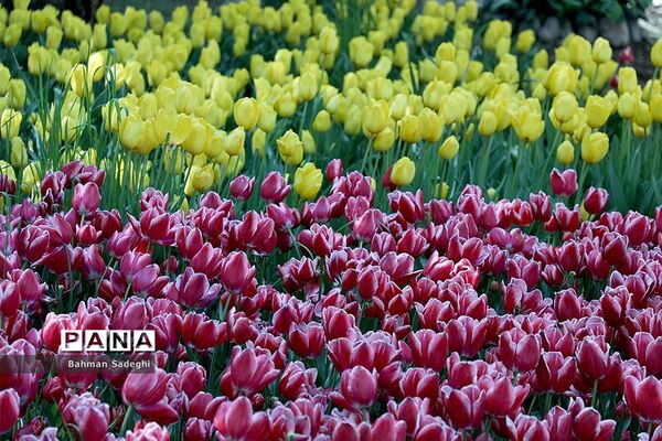 باغ ایرانی، بهشتی برای پایتخت نشینان