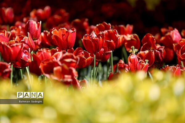 باغ ایرانی، بهشتی برای پایتخت نشینان