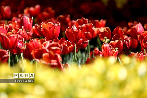 باغ ایرانی، بهشتی برای پایتخت نشینان