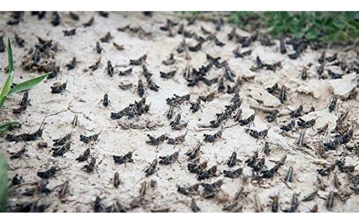 اختصاص ۲۰۰ میلیارد ریال برای مبارزه با آفت ملخ صحرایی