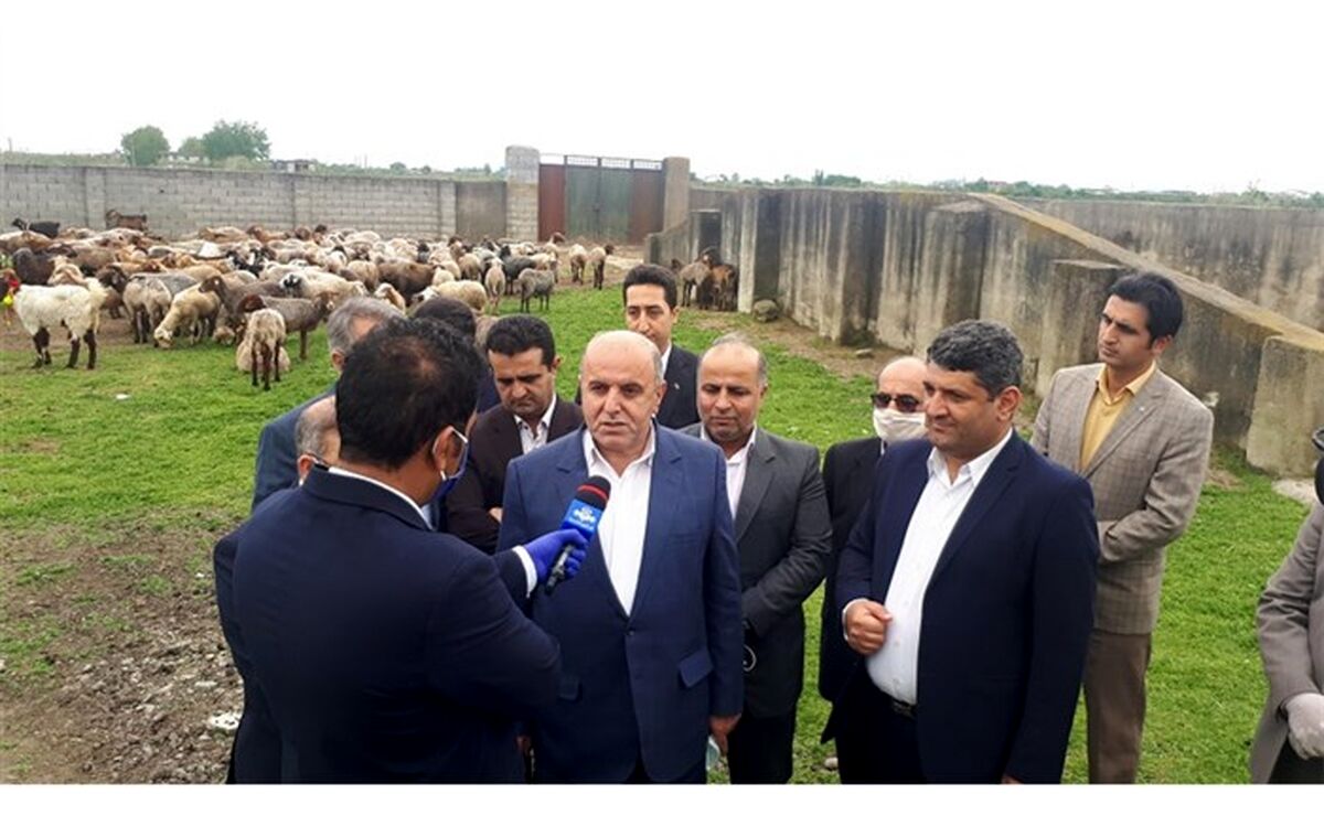 اصلاح نژاد دام سبک برای اولین بار در مازندران انجام می‌شود