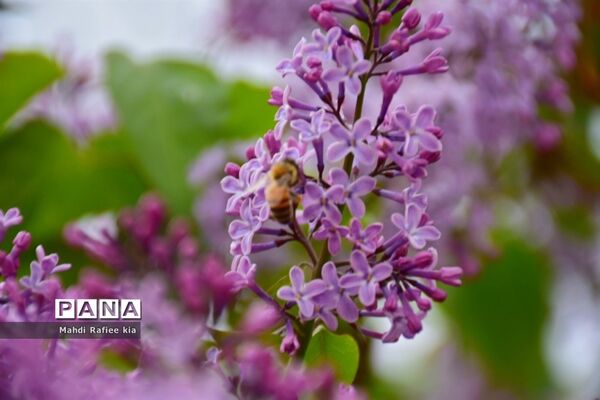جلوه زیباى بهار در تبریز