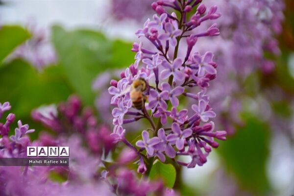جلوه زیباى بهار در تبریز