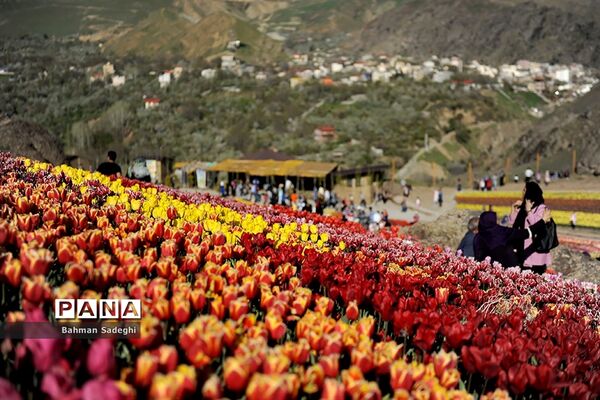 دشت لاله‌های روستای کندر