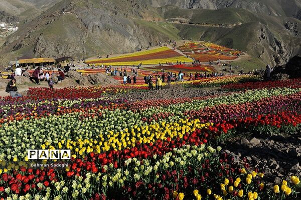 دشت لاله‌های روستای کندر