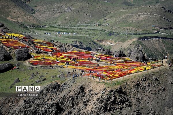 دشت لاله‌های روستای کندر