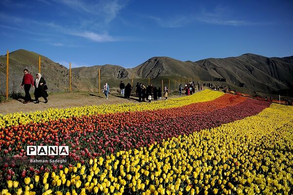 دشت لاله‌های روستای کندر