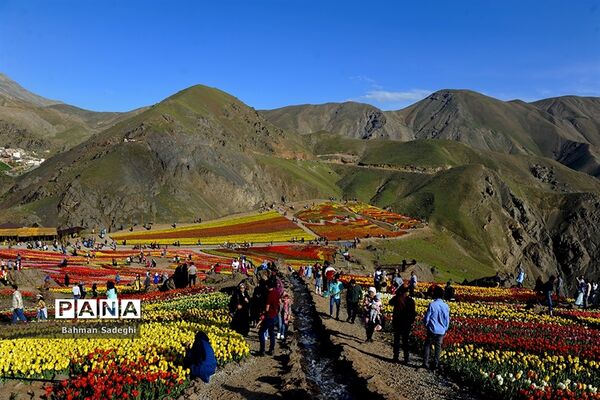 دشت لاله‌های روستای کندر