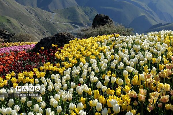 دشت لاله‌های روستای کندر