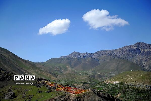 دشت لاله‌های روستای کندر