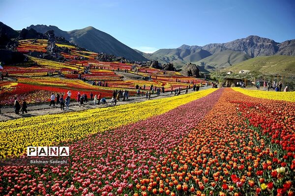 دشت لاله‌های روستای کندر