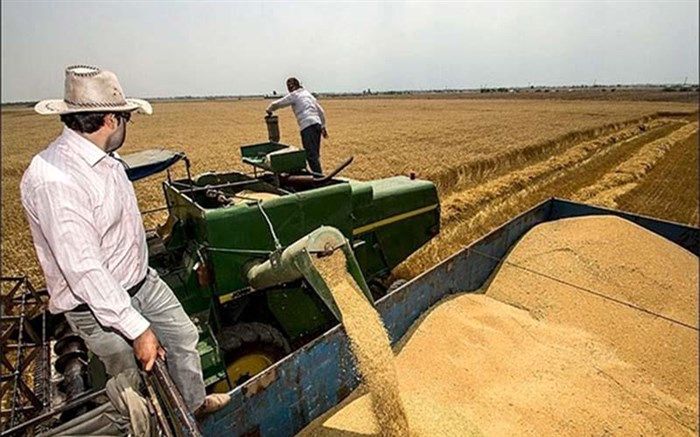 رئیس سازمان جهاد کشاورزی سیستان وبلوچستان: 8 هزار تن گندم مازاد بر مصرف استان تحویل دولت شد