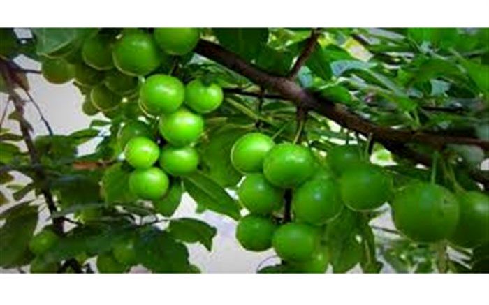 برداشت گوجه سبز در گیلان از امروز آغاز شد