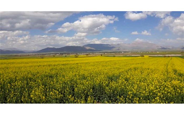 کشت گیاهان دارویی در آذربایجان‌غربی توسعه می‌یابد