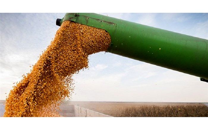 قیمت عرضه جو وارداتی ۱۵۰۰ تومان شد