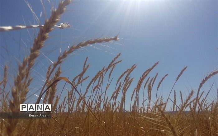 6  مرکز خرید تضمینی گندم در شهرستان البرز
