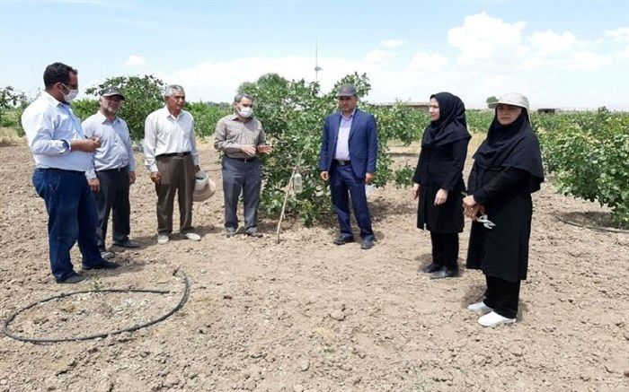 برداشت نخستین محصول پسته از باغ‌های میاندوآب