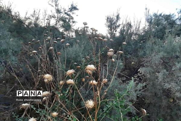 فراخوان عکاسی مردم و محیط زیست، ویژه دانش آموزان شهرستان امیدیه